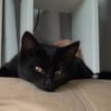 Photo of Tipsy