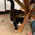 Photo of Tux **2nd Chance Cat Rescue**