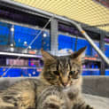 Photo of Wicket 