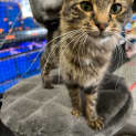 Photo of Wicket 