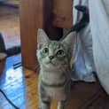 Photo of Shyla