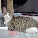 Photo of Bella