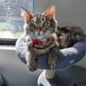 Photo of Pickles