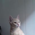 Photo of Buckwheat 