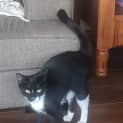 Photo of Luna