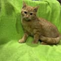 Photo of Dorito