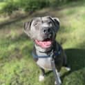 Photo of Willow