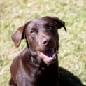 Photo of Snickers