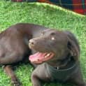 Photo of Snickers
