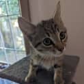 Photo of Dexter