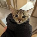 Photo of Dexter
