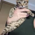 Photo of Dexter