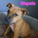 Photo of Poeksie, Wapsie Or Woeksie