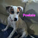 Photo of Poeksie, Wapsie Or Woeksie