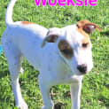 Photo of Poeksie, Wapsie Or Woeksie