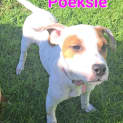 Photo of Poeksie, Wapsie Or Woeksie