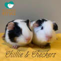 Photo of Chillie & Checkers