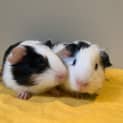 Photo of Chillie & Checkers