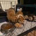 Photo of Lt **2nd Chance Cat Rescue**