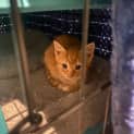 Photo of Lt **2nd Chance Cat Rescue**