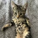 Photo of Kit