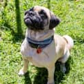 Photo of Pugsley