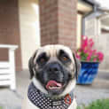 Photo of Pugsley