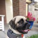 Photo of Pugsley