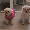Photo of ⭐ Tilly & Razzy ⭐