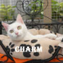 Photo of Charm