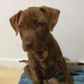 Photo of Bam Bam