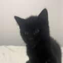 Photo of Rufus