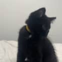 Photo of Nugget