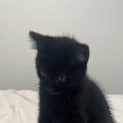 Photo of Nugget