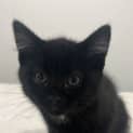 Photo of Nugget