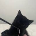 Photo of Nugget