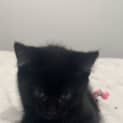Photo of Nugget