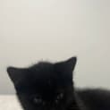 Photo of Luna