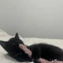 Photo of Loki
