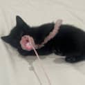 Photo of Loki