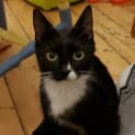 Photo of Peri Peri