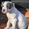 Photo of Romeo (Was Bowie)