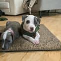 Photo of Romeo (Was Bowie)