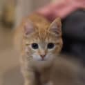 Photo of Maple (Was Blossom)