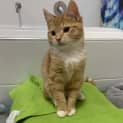 Photo of Maple (Was Blossom)