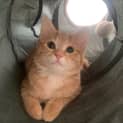 Photo of Buttercup