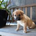 Photo of Alfie