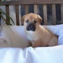 Photo of Alfie