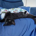 Photo of Teddy