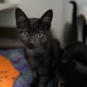 Photo of Rue